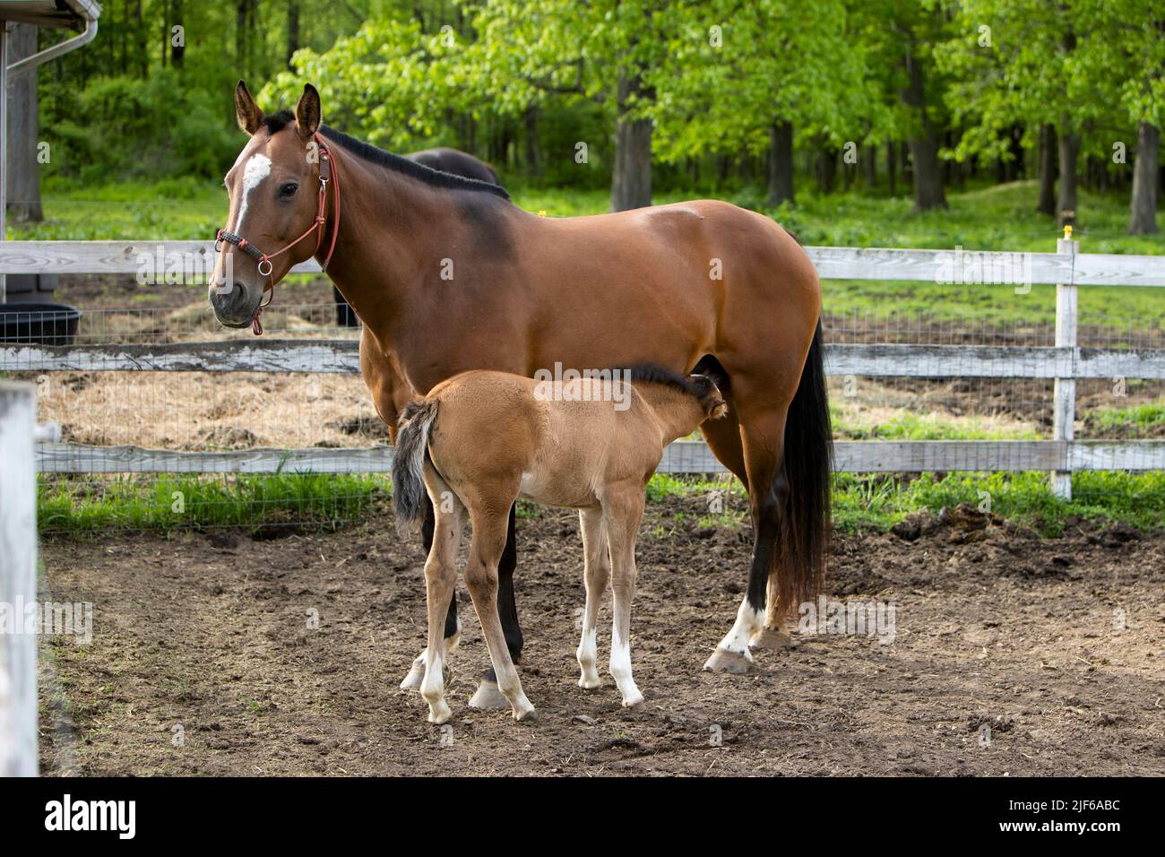 A foal nursing with her mother horse in a paddock. Stock Photo