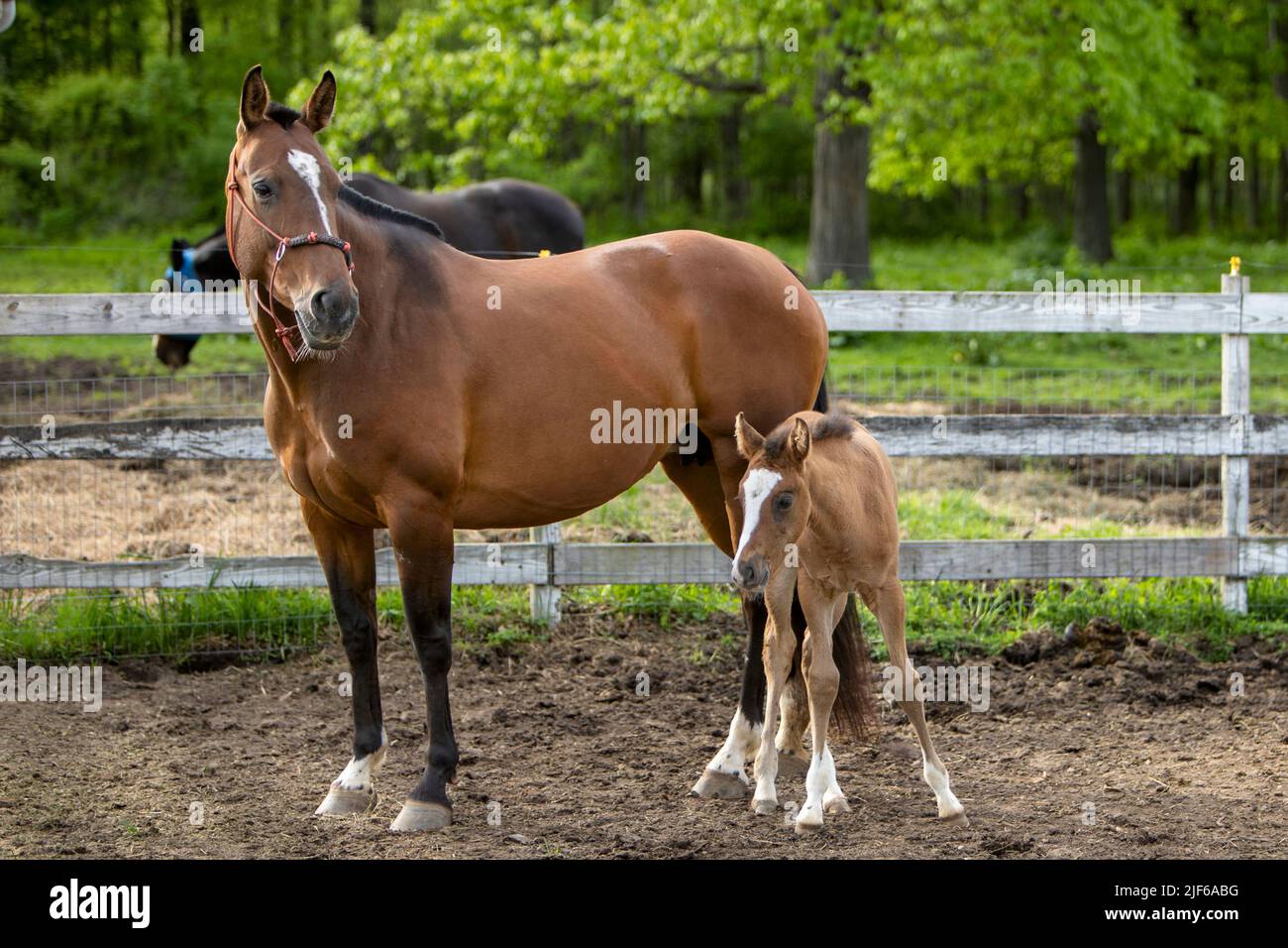 A foal standing next to her mother horse in a paddock. Stock Photo