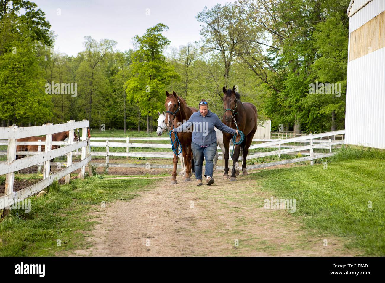 A woman leading horses along a path next to a barn. Stock Photo