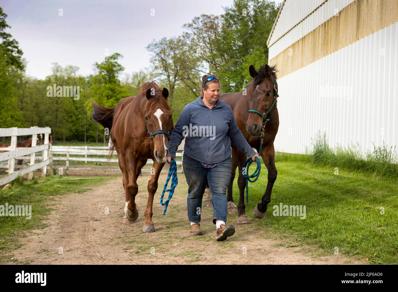 A woman leading two horses on a path next to a barn. Stock Photo