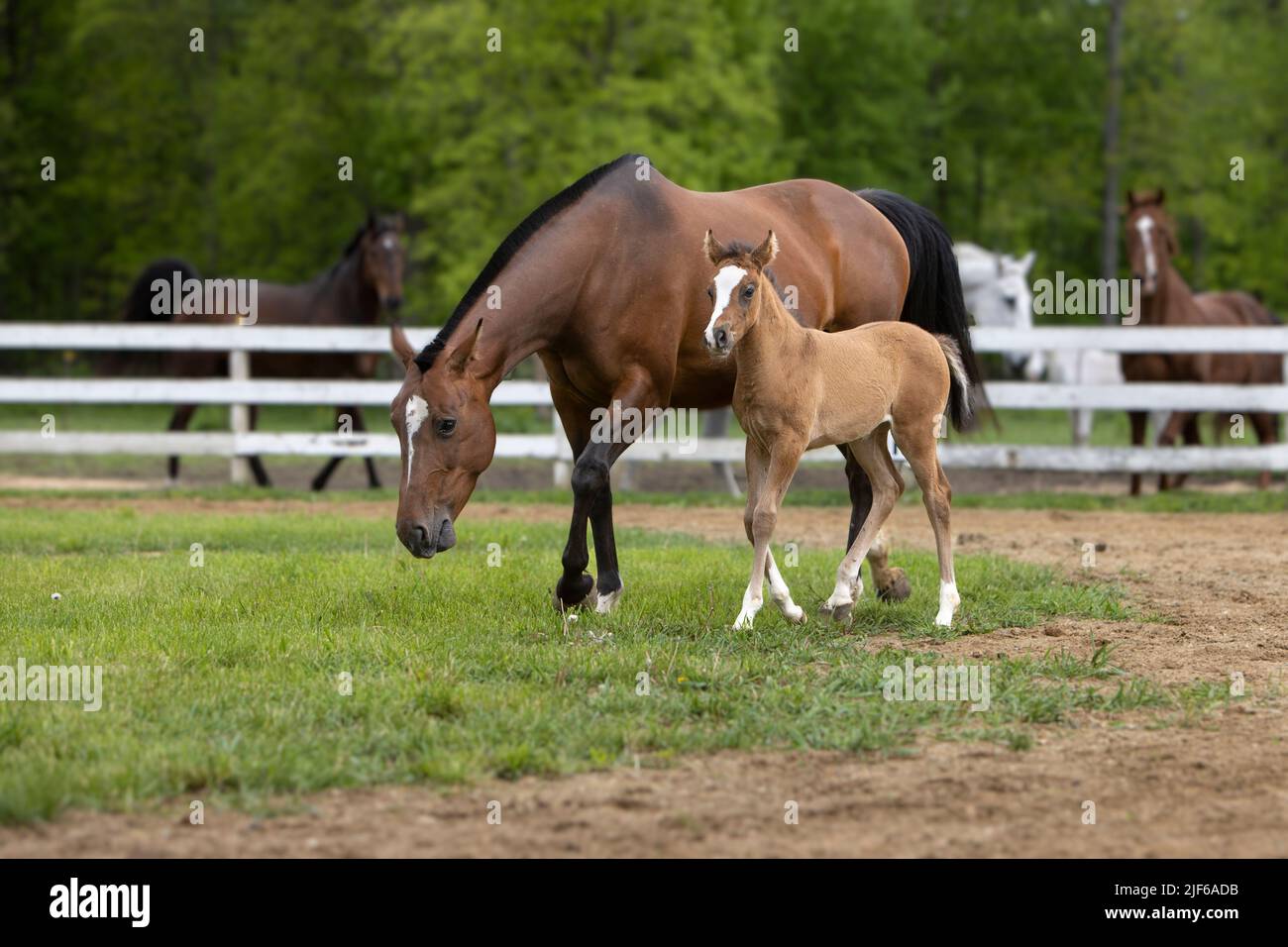 A foal horse walking next to her mother in a paddock. Stock Photo