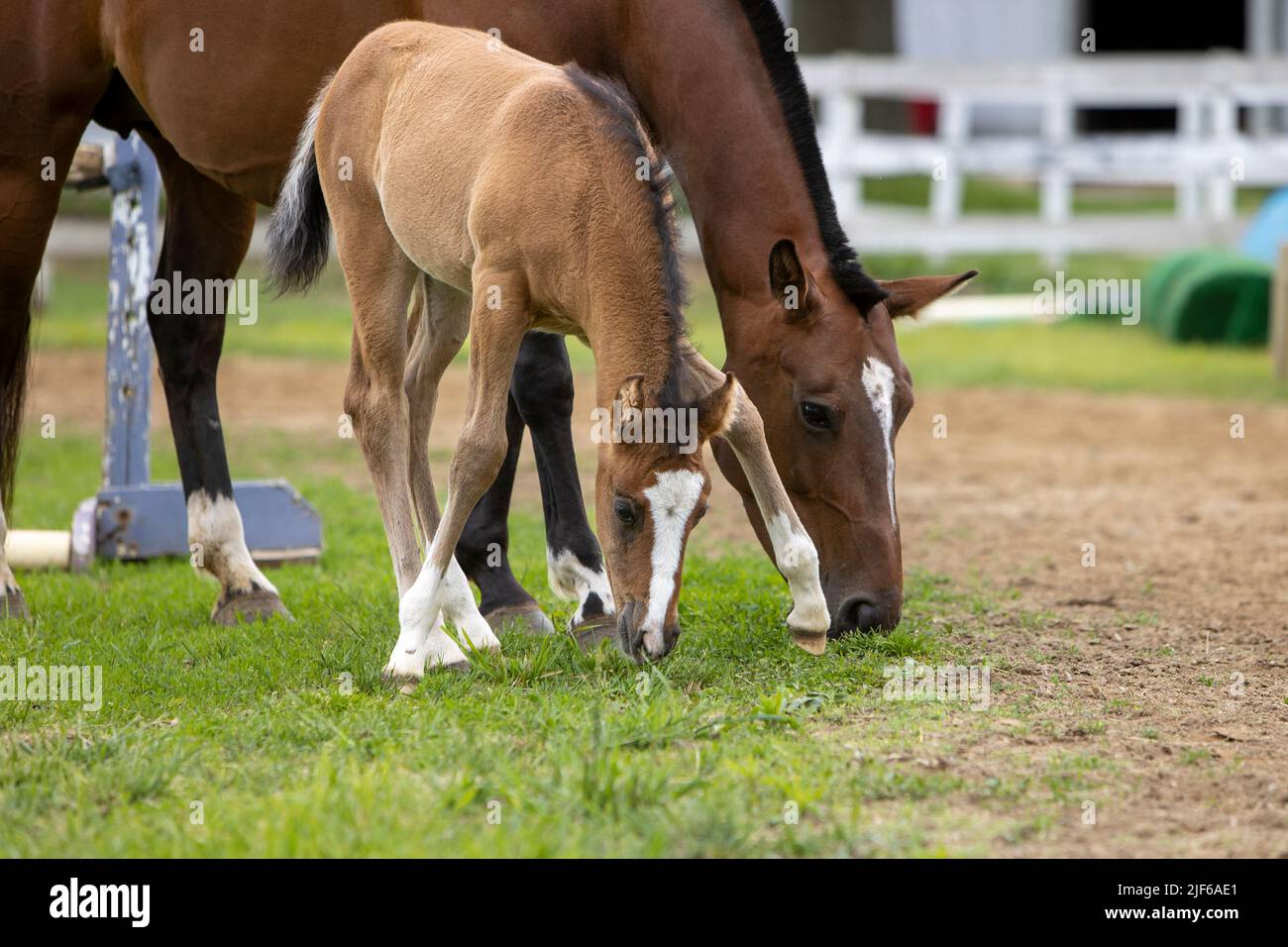 A foal horse grazing next to her mother. Stock Photo