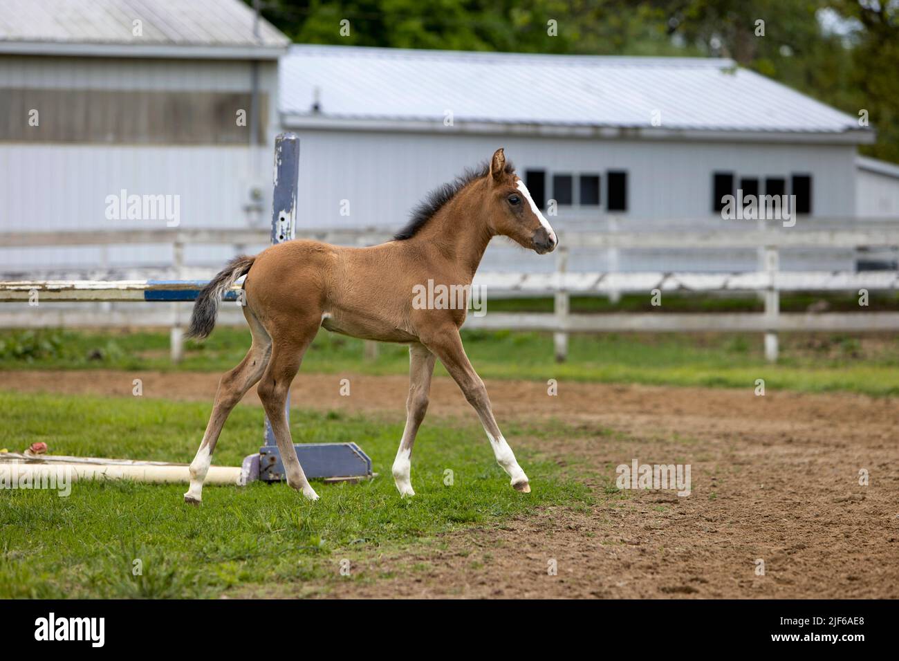 A foal walking alone in a paddock at a horse farm. Stock Photo