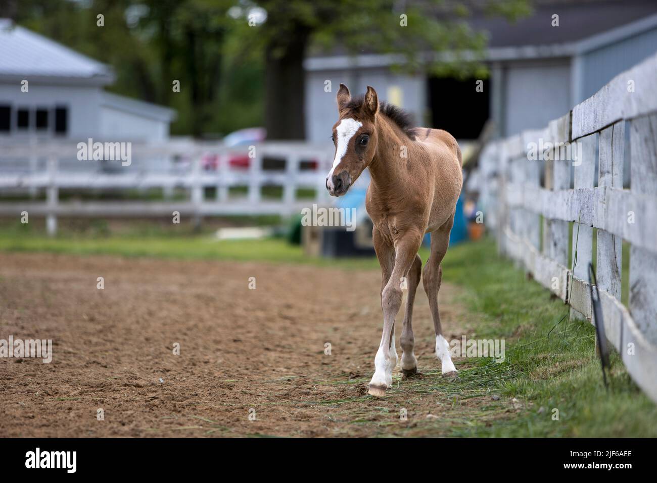 A foal walking alone next to a fence at a horse farm. Stock Photo