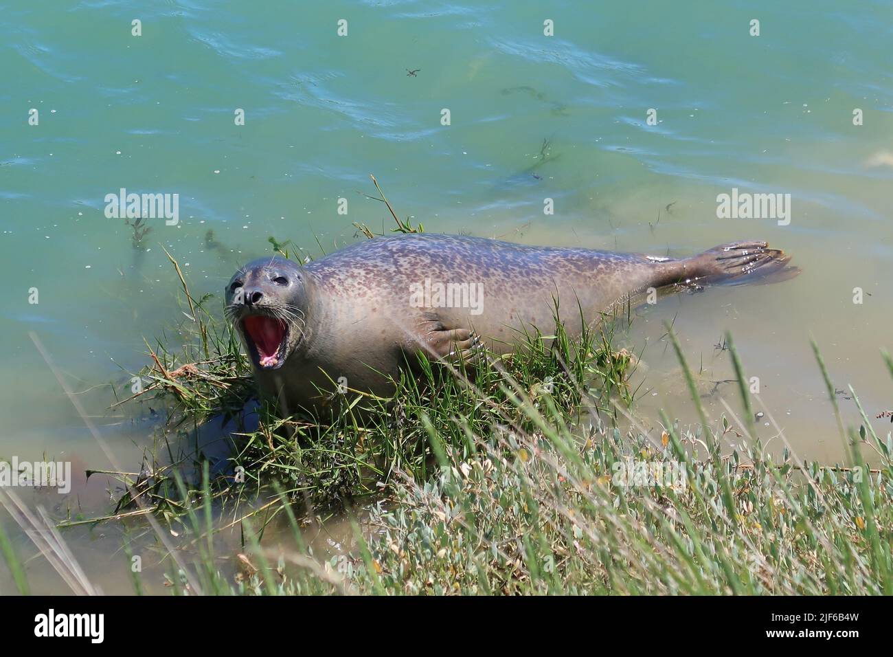 A large grey seal seen in the River Arun, West Sussex, UK. Unusual location 3 miles inland from the sea, but well known locally for several years. Stock Photo