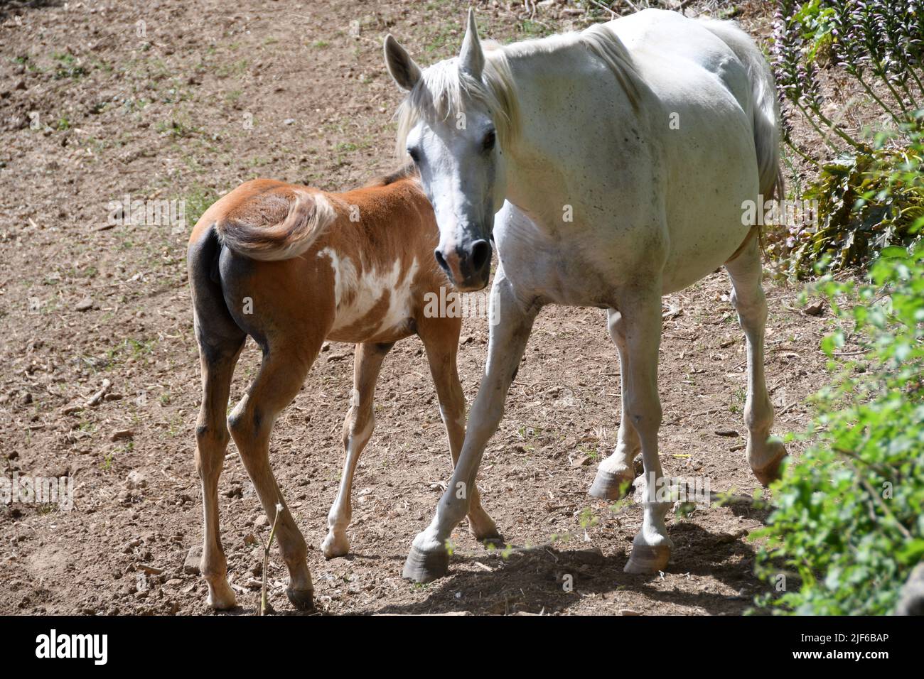 Zungri Vibo Valentia - Horse and foal Stock Photo