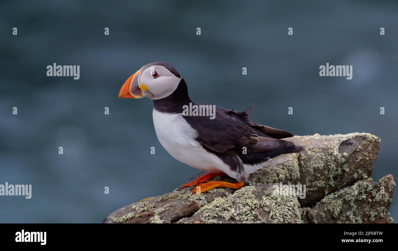 Atlantic puffin , also known as the common puffin (Fratercula arctica) stood on cliff top Stock Photo