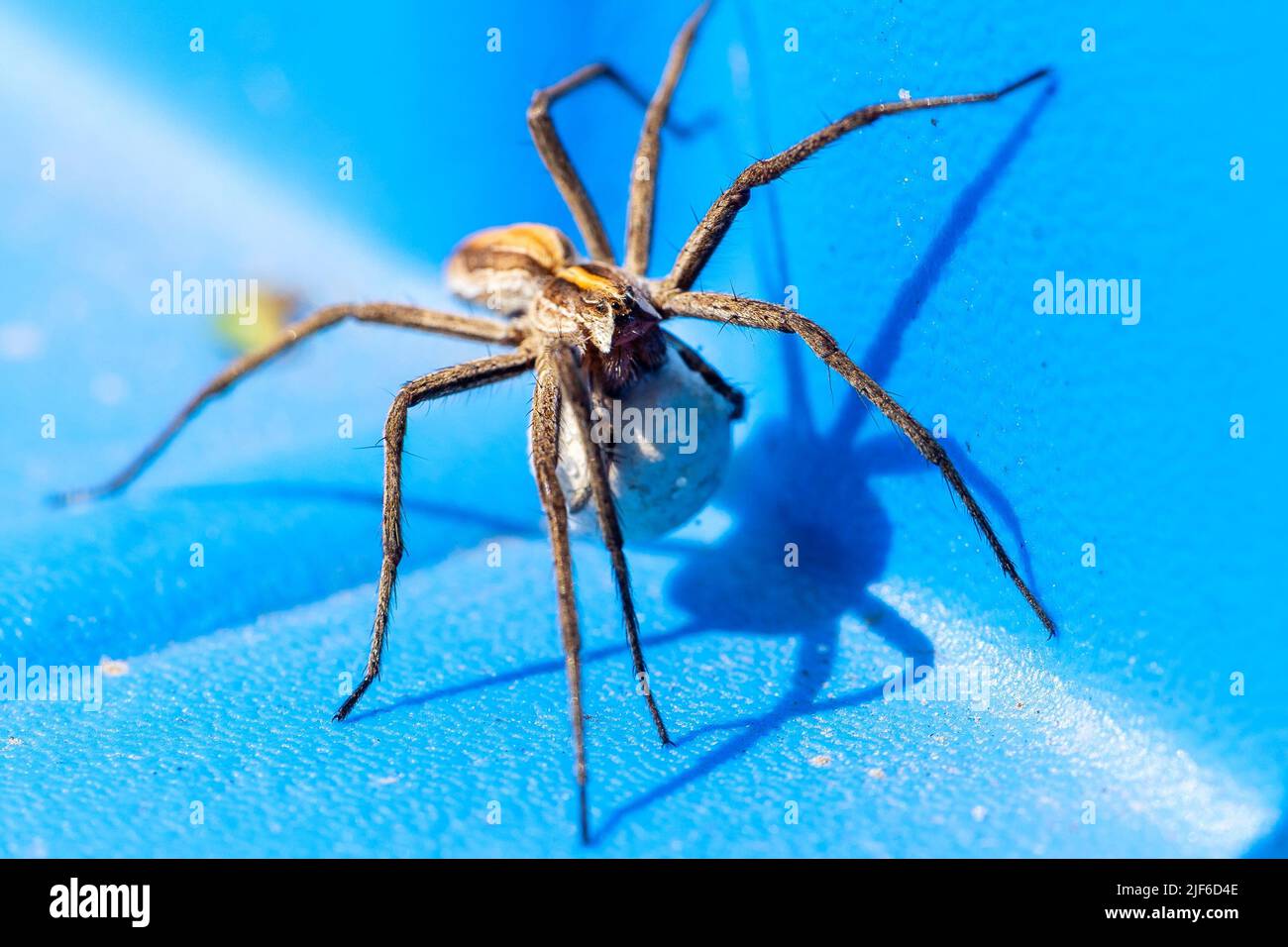 A close up portrait of a female wolf spider carrying her egg sack