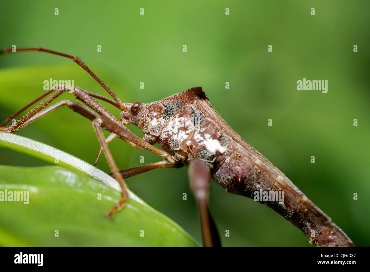 Leaf Footed Bugs animal macro photo in the wild Stock Photo