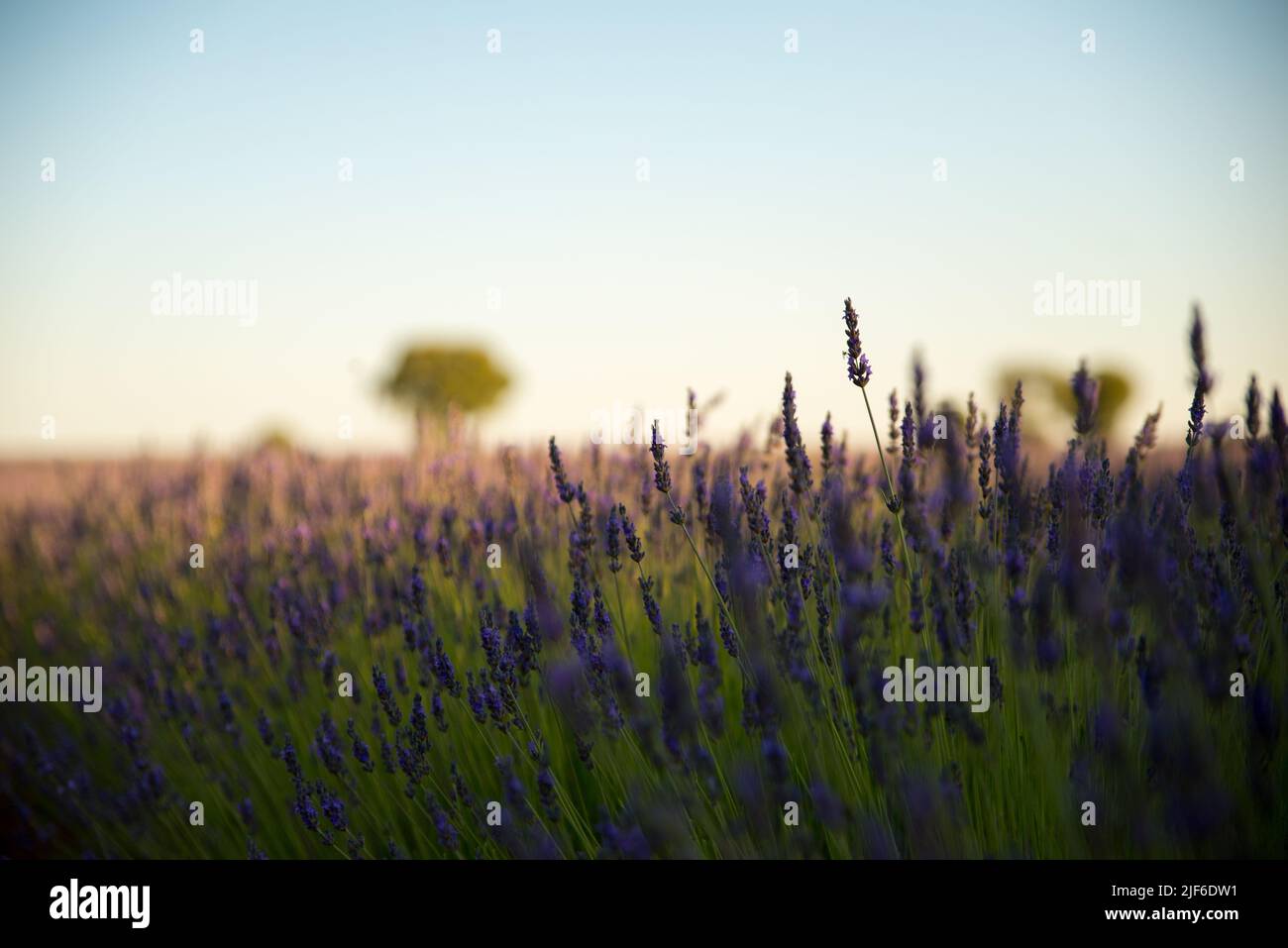 lavender field in bloom with soft sunset light and blue sky background ...