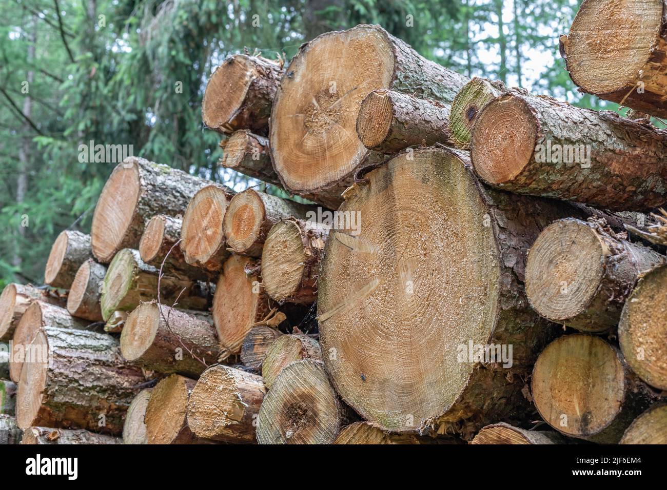 stacked logs in coniferous forest Stock Photo
