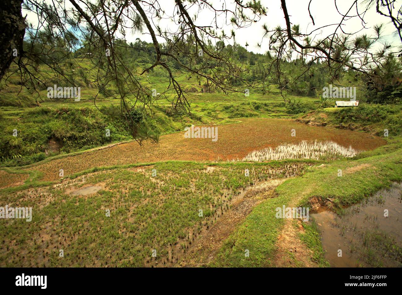 Rice paddies near Batutumonga, Lempo, North Toraja, South Sulawesi, Indonesia. Higher temperatures caused by global warming are projected to reduce rice crop yields in Indonesia. Changes in El Nino patterns, that impact the onset and length of the wet season, are also sending agricultural production to a vulnerable status. Developing new, or improved local rice varieties that more resilient—echoing recent studies in other countries—could be one of the keys to mitigate. Stock Photo