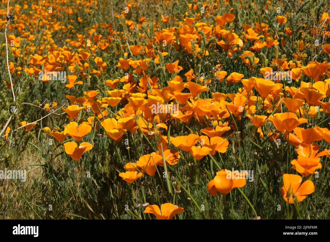 A closeup of orange California poppy flowers growing in a field in sunlight Stock Photo