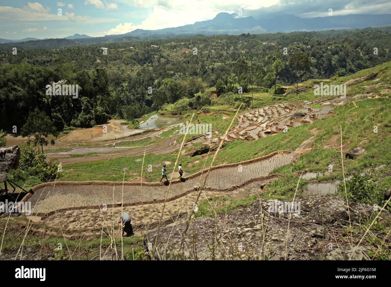 Rice paddies on a dry day in October near Bambalu, Tana Toraja, South Sulawesi, Indonesia. Higher temperatures caused by global warming are projected to reduce rice crop yields in Indonesia. Changes in El Nino patterns, that impact the onset and length of the wet season, are also sending agricultural production to a vulnerable status. Developing new, or improved local rice varieties that more resilient--echoing recent studies in other countries--could be one of the keys to mitigate. Stock Photo