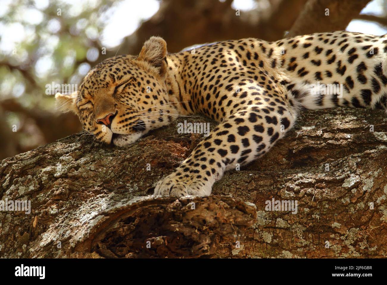 Leopard found sleeping in a tree in the middle of the day Stock Photo