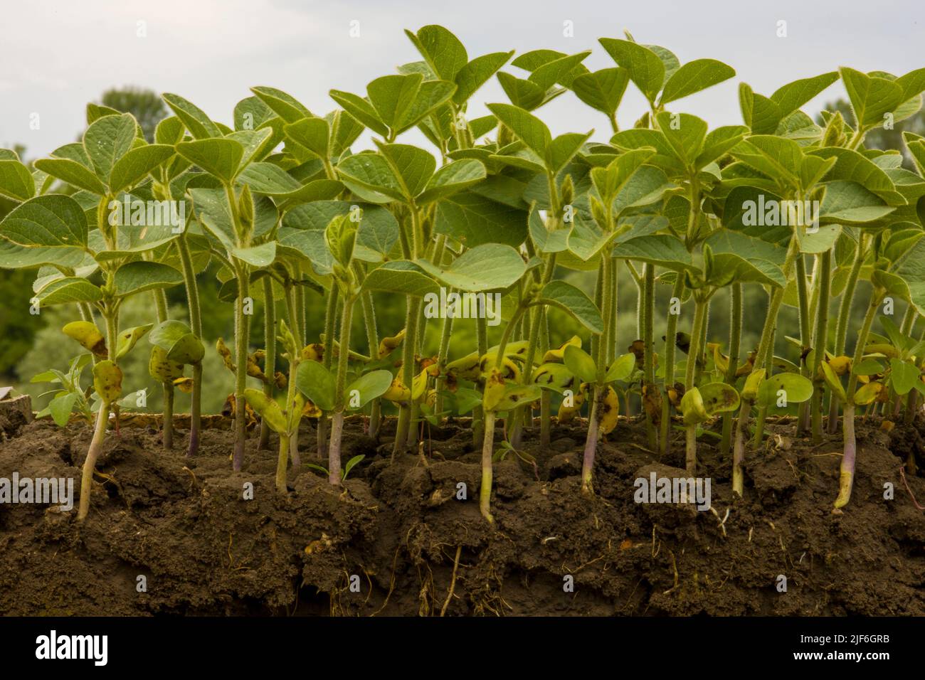 Young shoots of soybeans with roots. Blurred background. Stock Photo