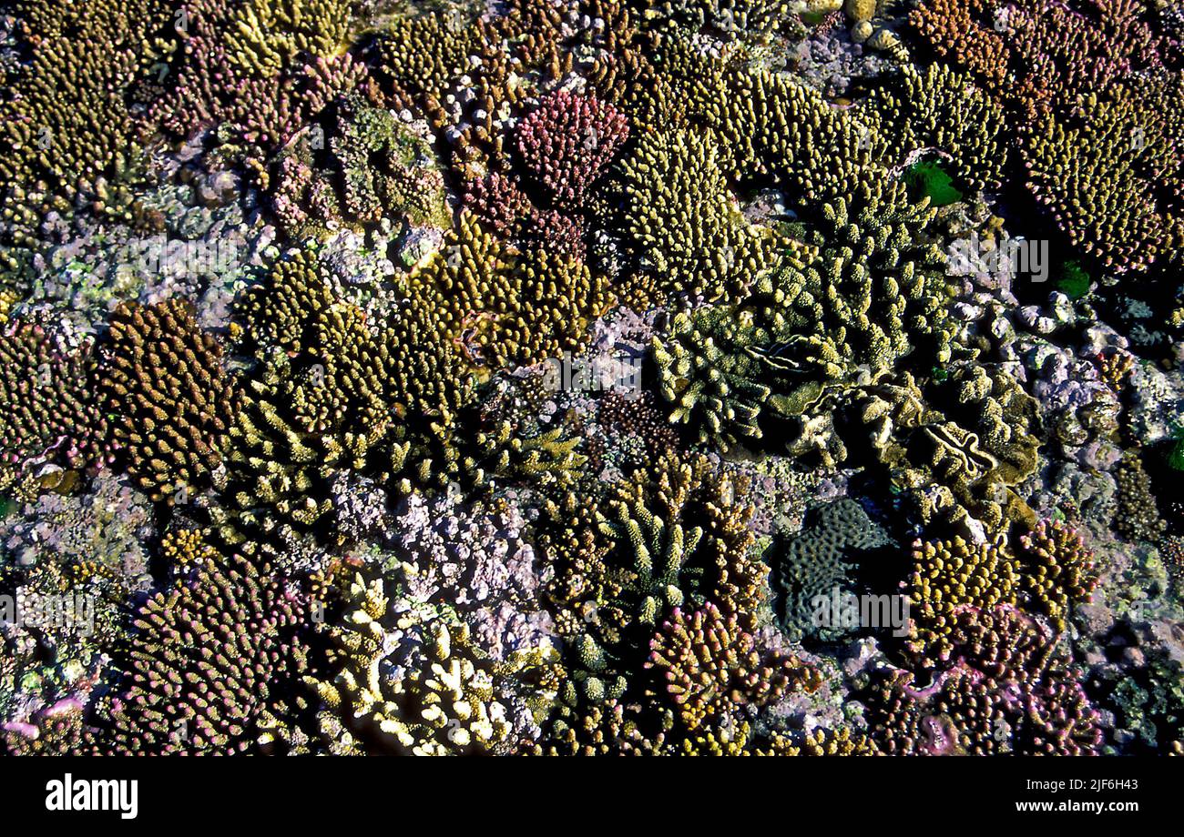 Acropora spp. growing densly on the shallow reef flat of Heron Island, Great Barrier Reef, Australia. Stock Photo