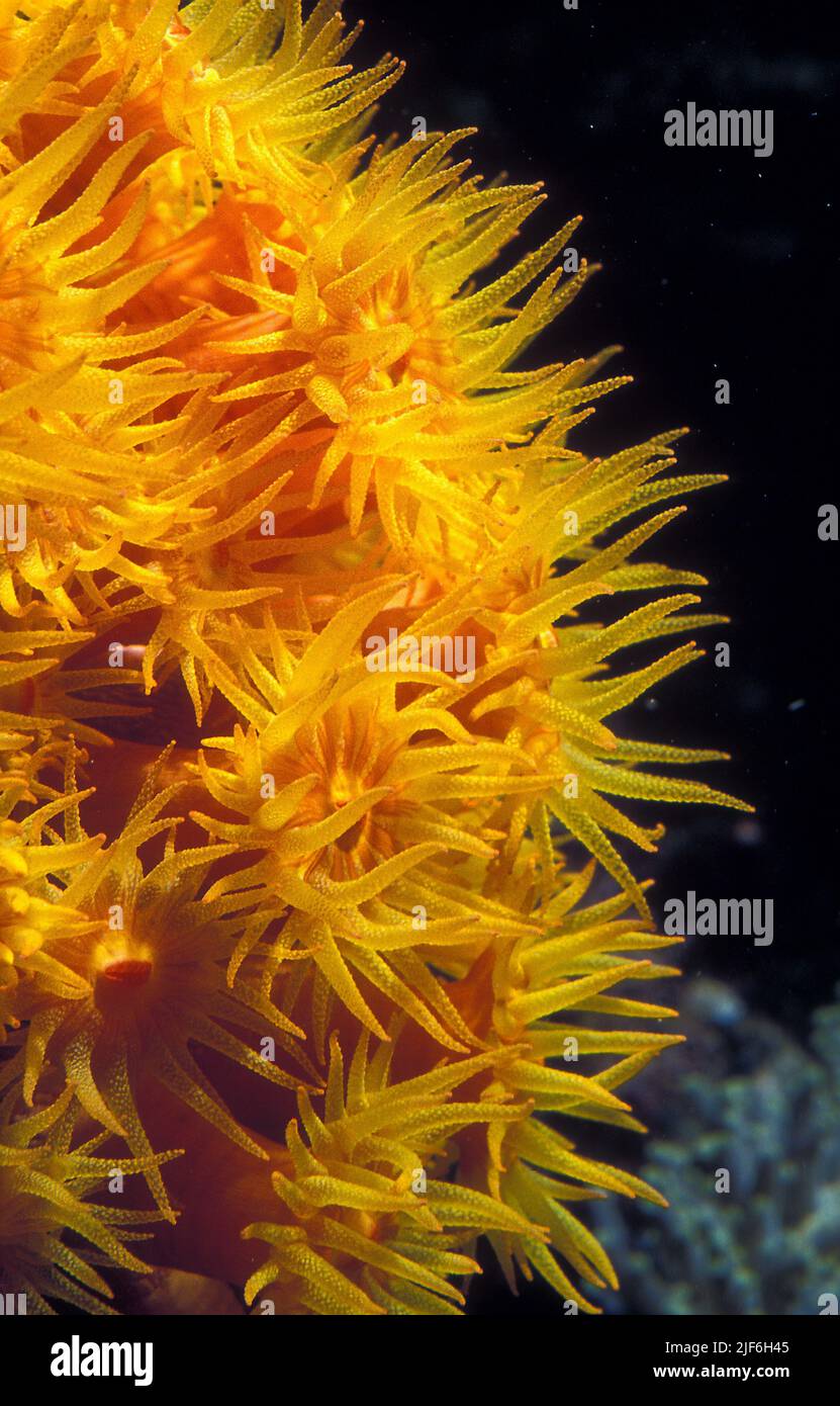 Tubastraea sp., close up of the expanded polyps Stock Photo Alamy