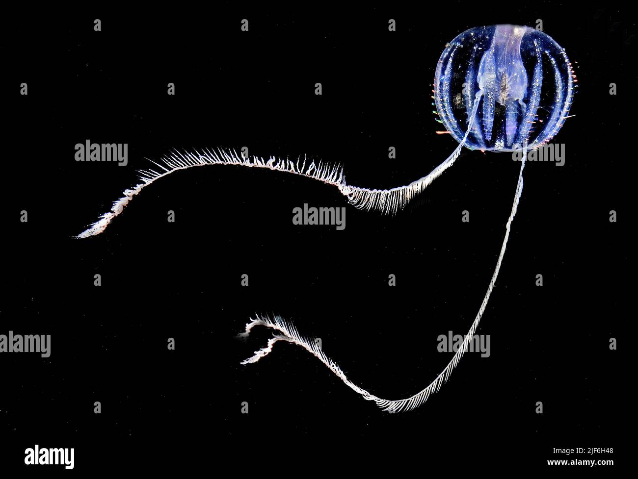 Sea Goosberry, Pleurobranchia pileus, a very common Comb Jelly in the