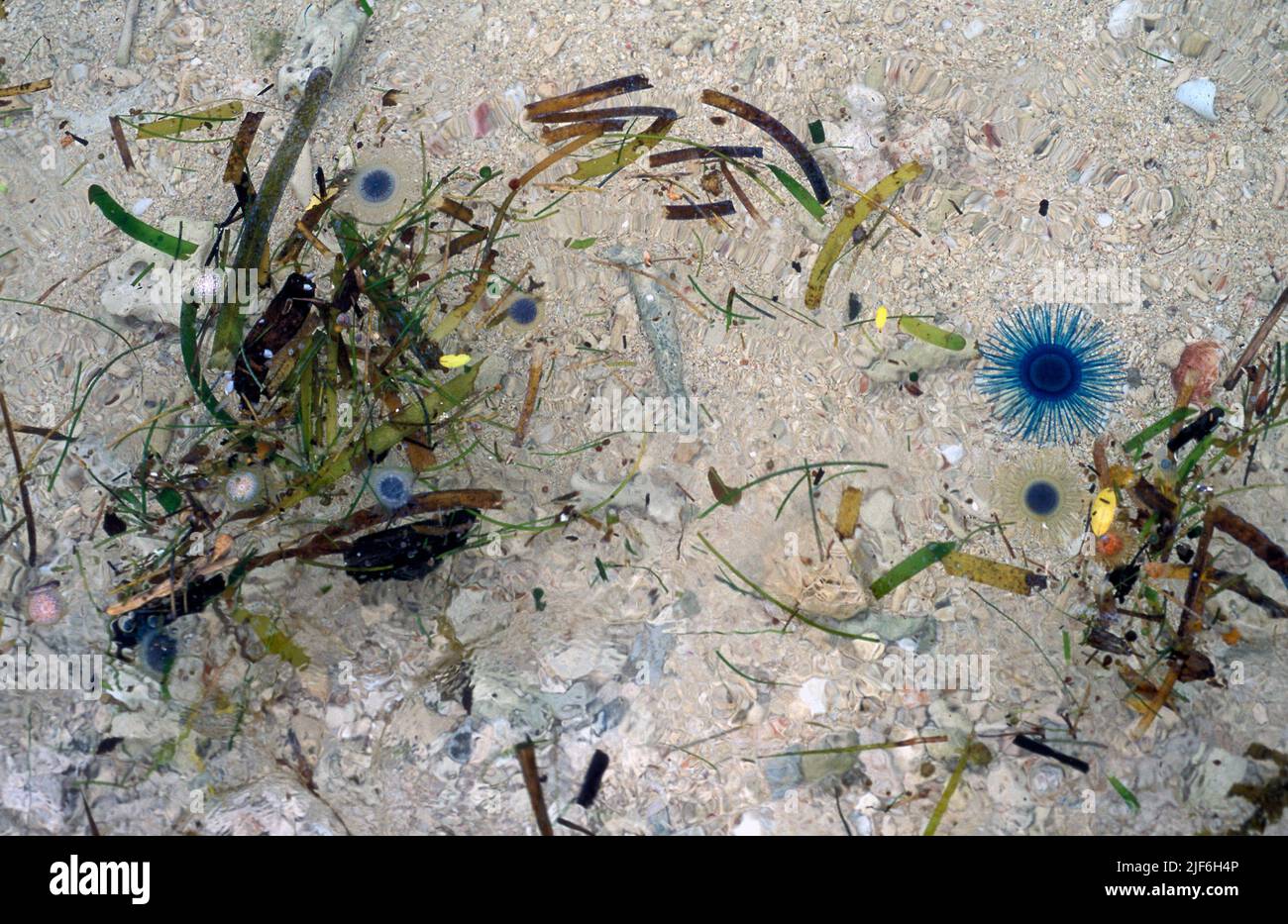 Blue-button, Porpita porpita, as they appeared along the beach of an island in the Phillipines after a storm. Stock Photo