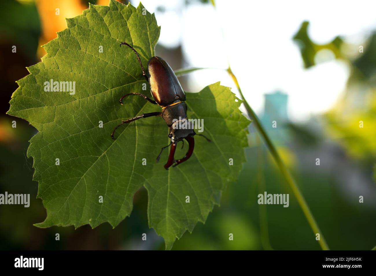 Horn beetle on a grape leaf. wildlife, insects Stock Photo