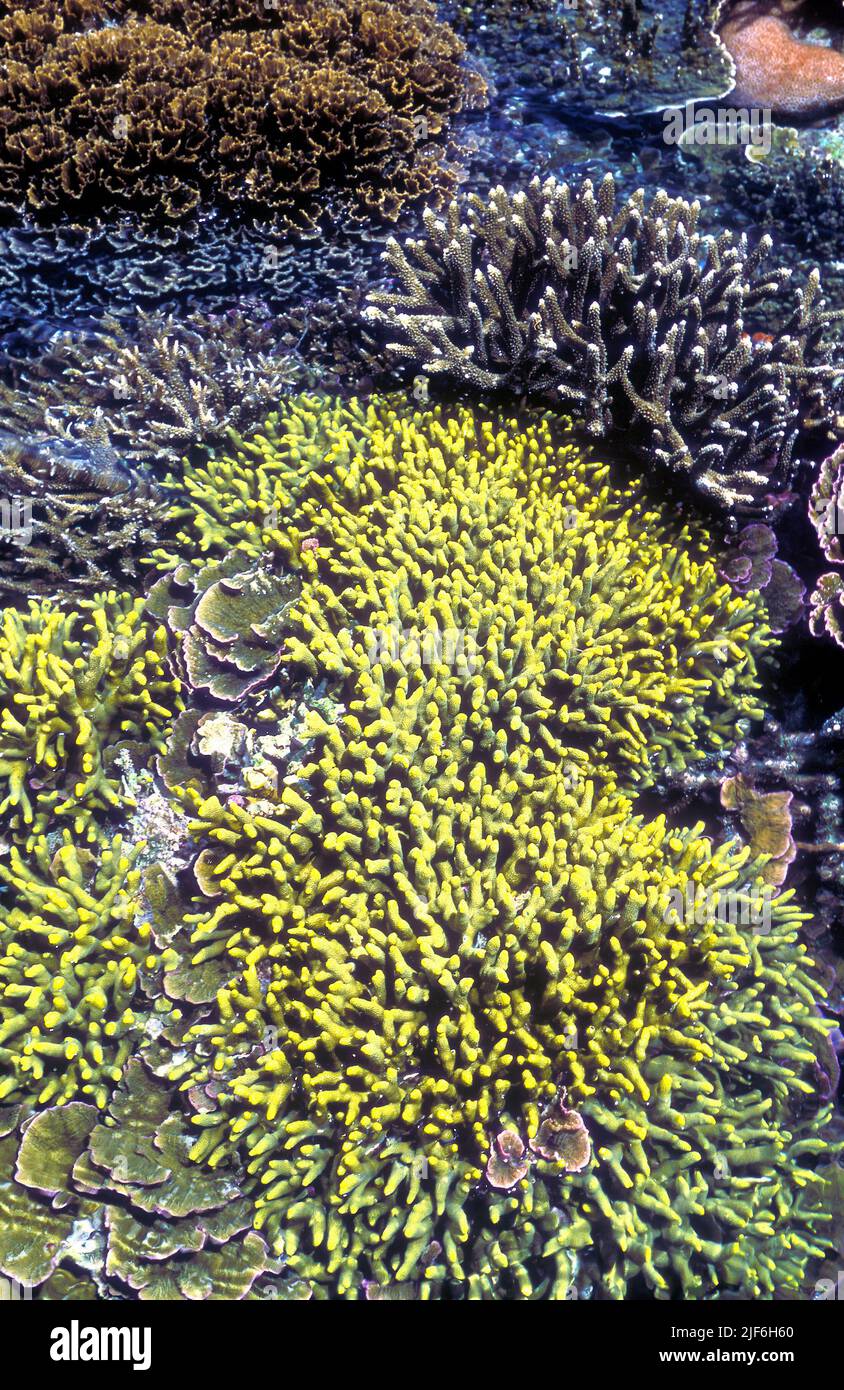 Dense and impressive growth of Porites cylindrica (branching, yellow in the foreground) with Acropora sp. and Merulina sp. in the background. Photo fr Stock Photo