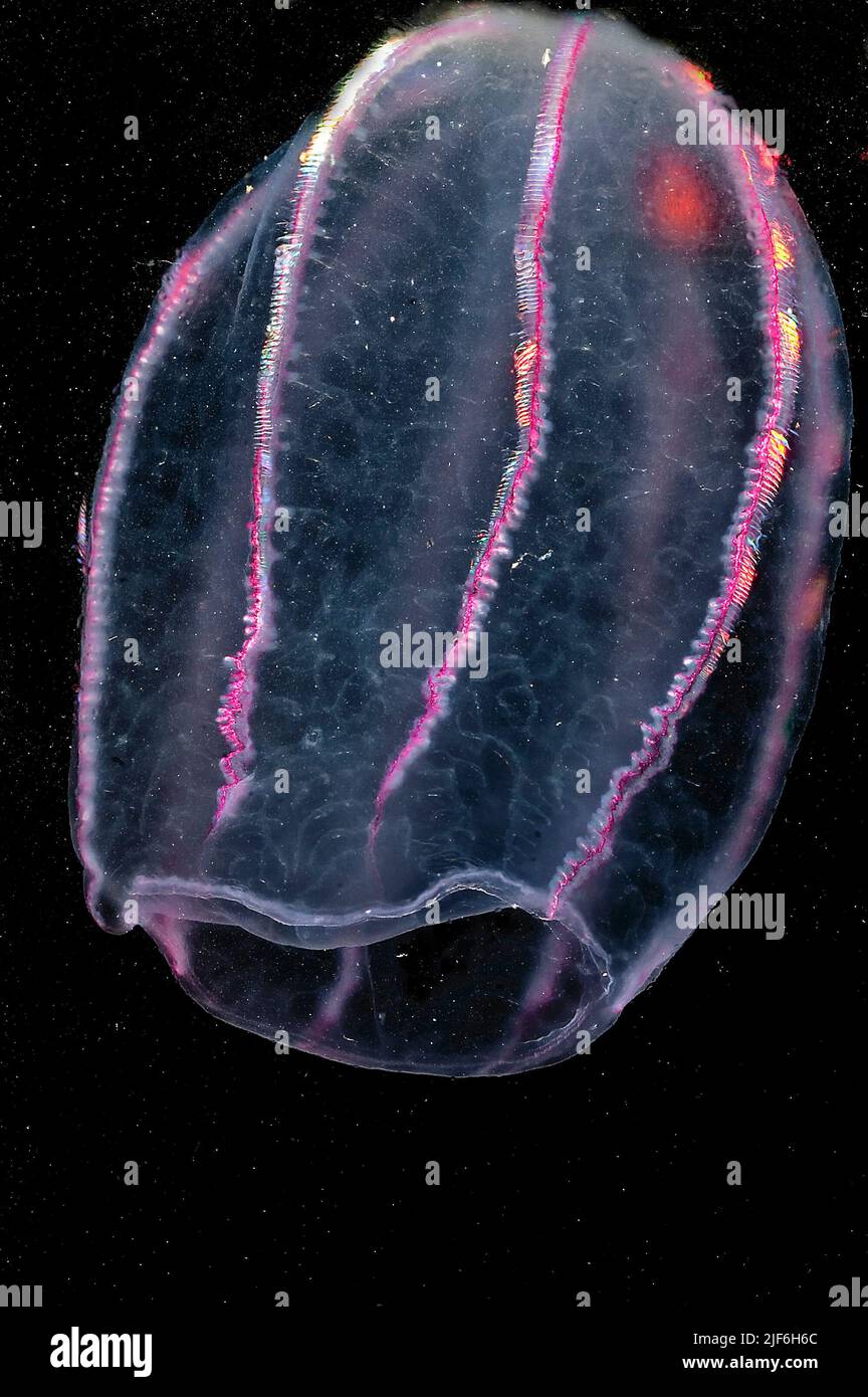 Sea Goosberry, Beroe cucumis, from southern Norway. Do notice the beautiful light-reflecting cilia on the combs. Stock Photo