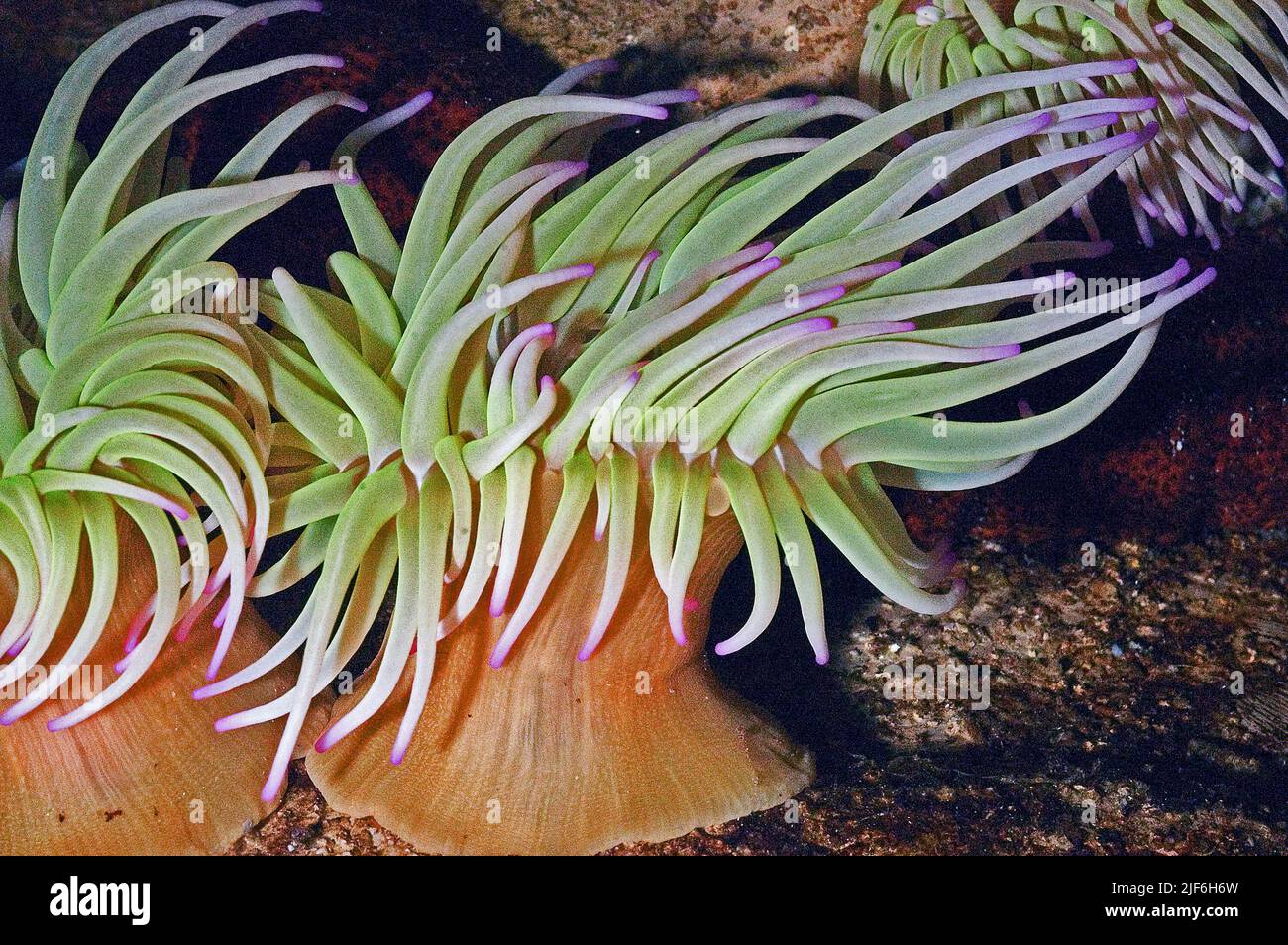 Striped Anemone, Anthothoe stimpsoni. Stock Photo