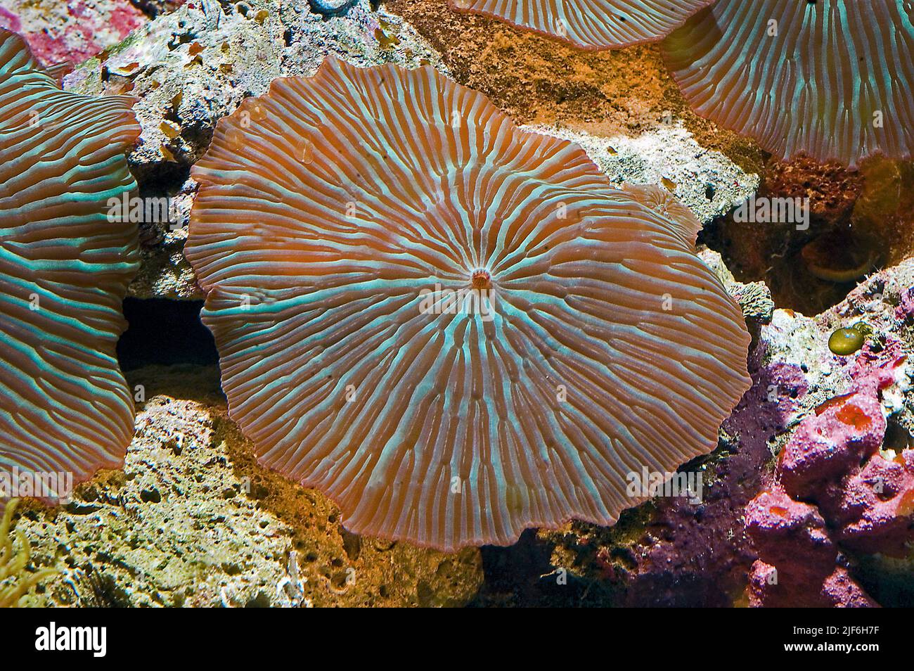 Mushroom-anemones from the genus Discosoma. Stock Photo