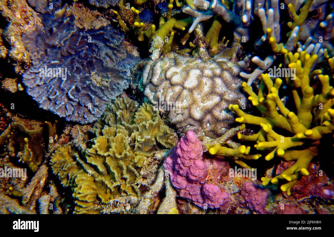 A colourful diversity of stony corals at the Great Barrier Reef. Pectinia paeonia (two colonies left), Lobophyllia sp. (center) and branching Porites Stock Photo