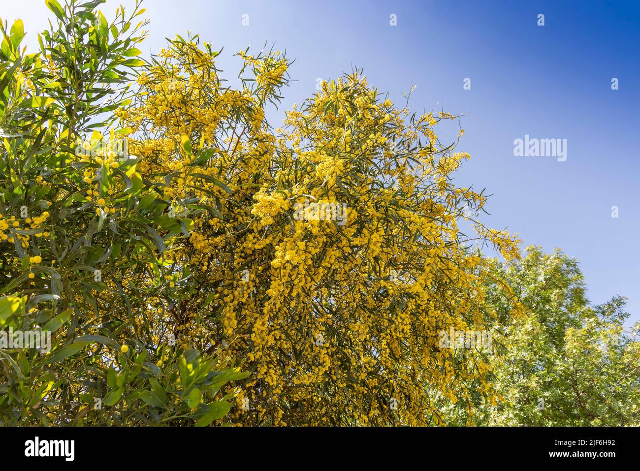 Bright yellow fluffy balls like flowers of Mimosa tree (Acacia dealbata) also called Persian silk tree. Stock Photo