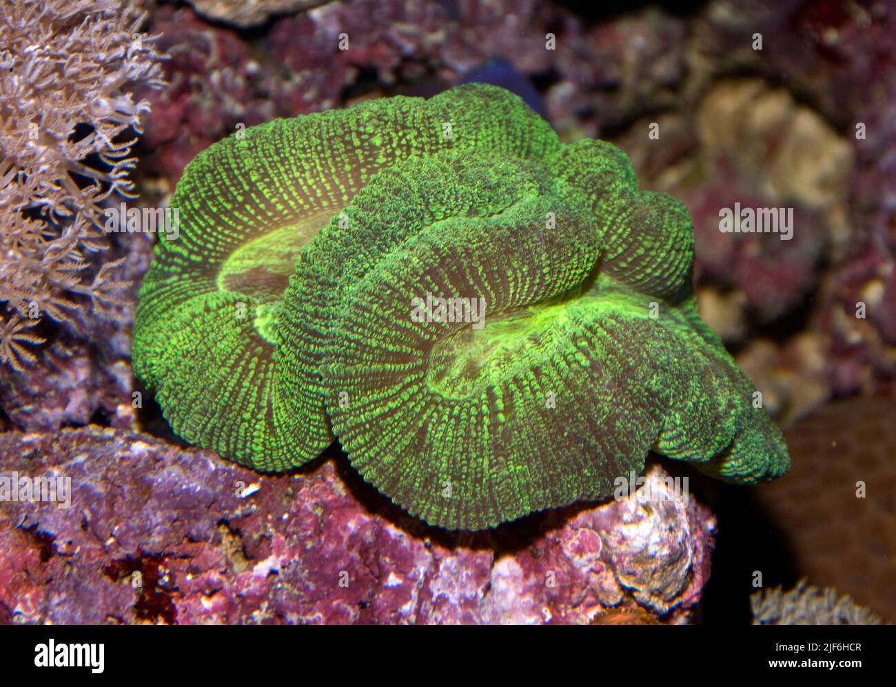 Open brain coral (Trachyphyllia geffroyi). Aquariumphoto. Stock Photo
