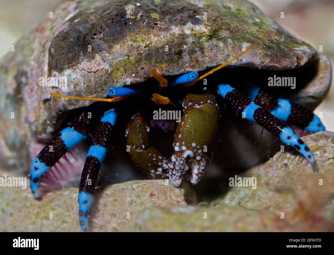Electric blue hermit crab, Calcinus elegans. Stock Photo