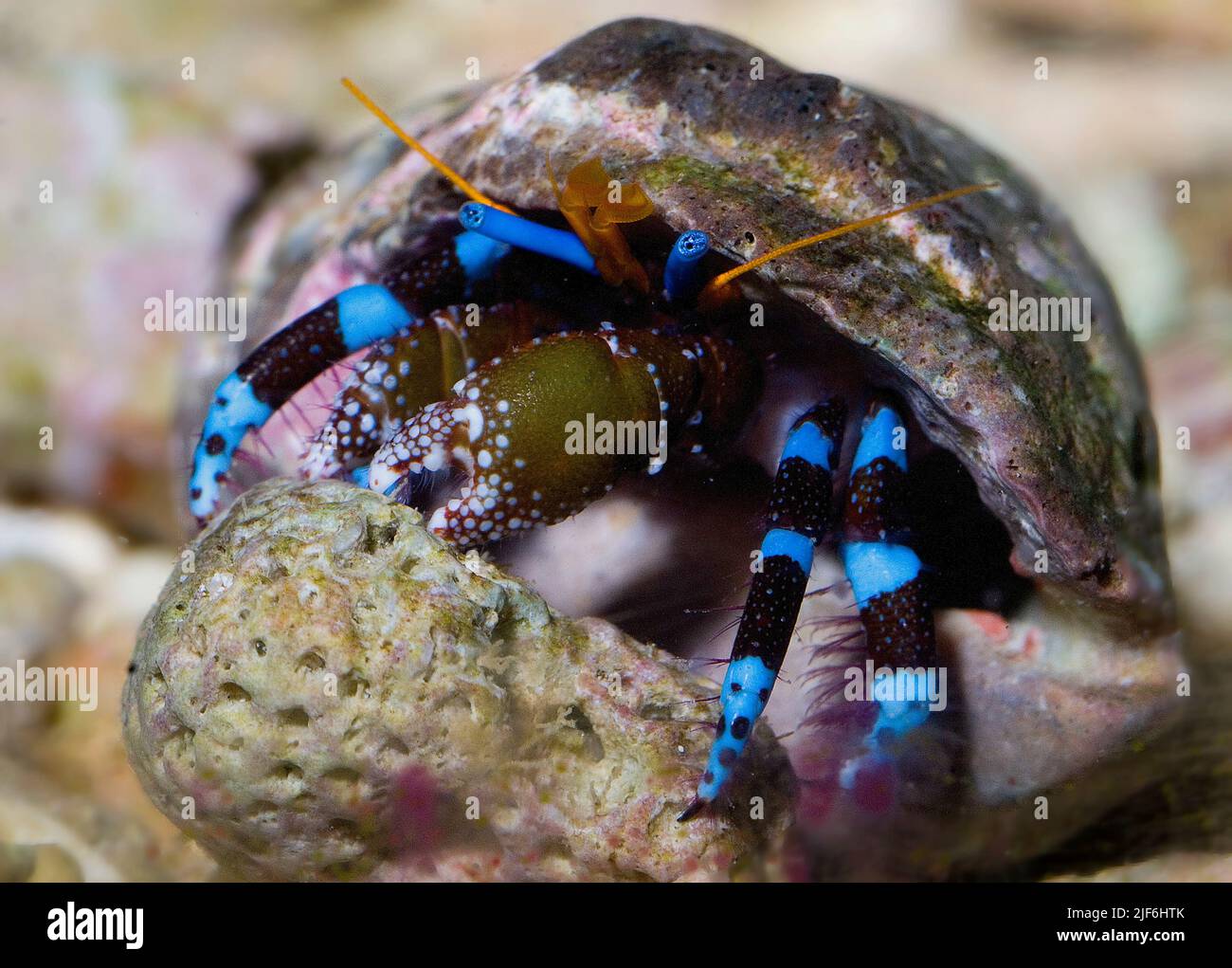 Electric blue hermit crab, Calcinus elegans. Stock Photo