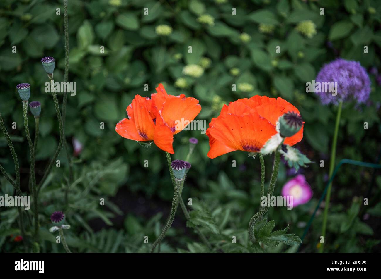 garden flowers, Papaver rhoeas, Hamburg, Germany Stock Photo