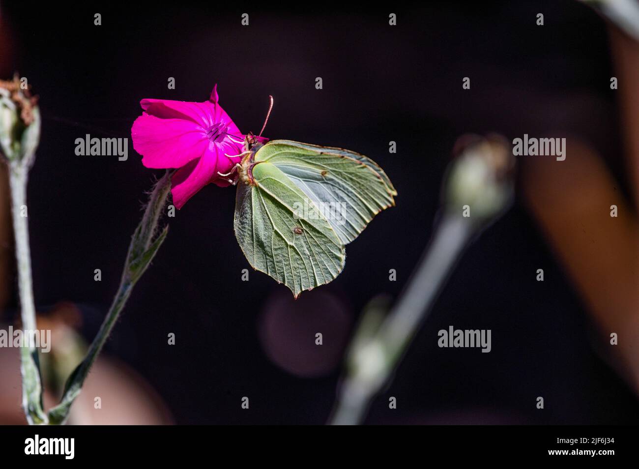 Gonepteryx rhamni on Silene coronaria in the garden, Hamburg, Germany Stock Photo