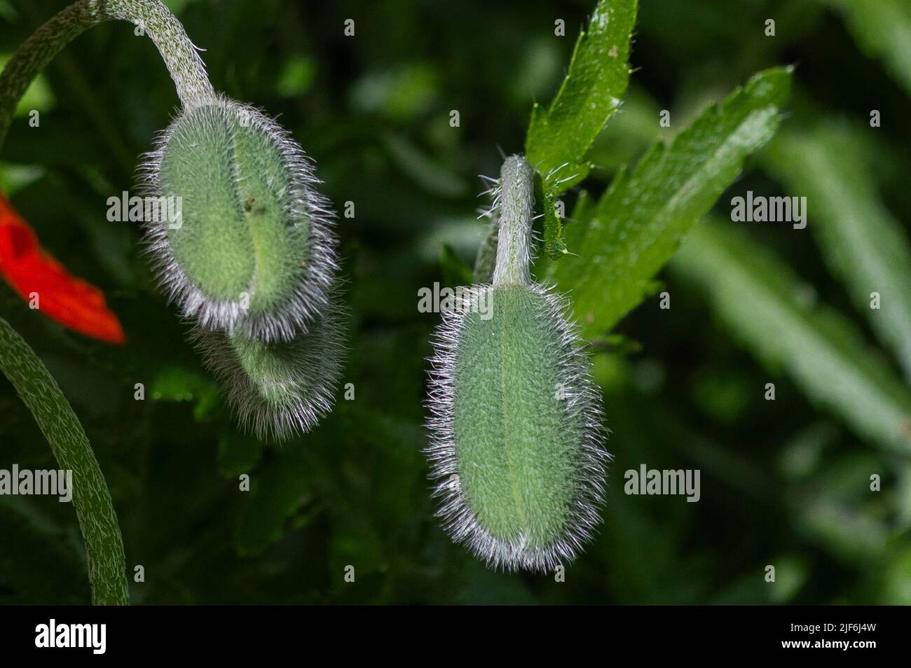 garden flowers, Papaver rhoeas, Hamburg, Germany Stock Photo