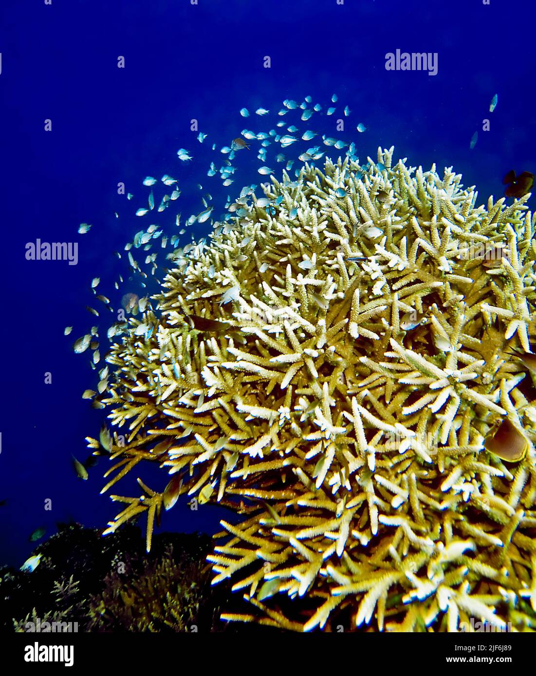 Sohal of Damselfishes (Blue Chromis, Chromis sp.) gathering around a branching coral (Acropora sp.). Stock Photo