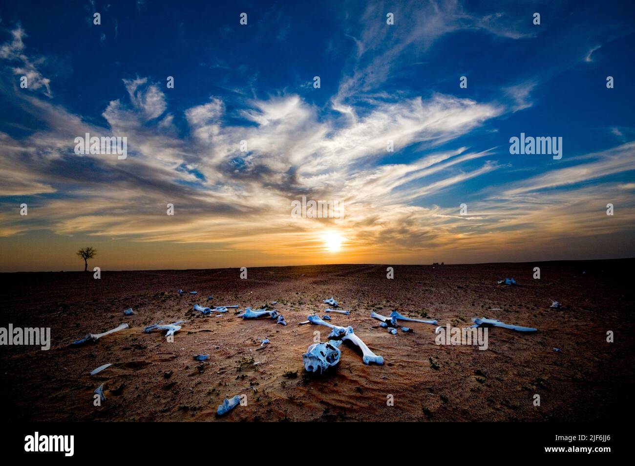 Dramatic desert landscape with whitewashed bones of a death animal at sunset Stock Photo