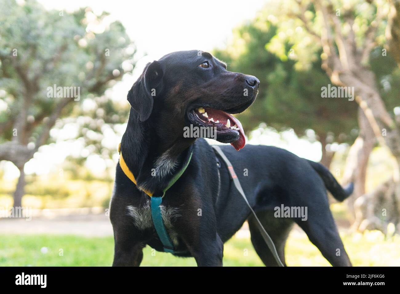 Obedient black Labrador Retriever dog with tongue out standing on ... - Labradors Eating Grass At Public Parks