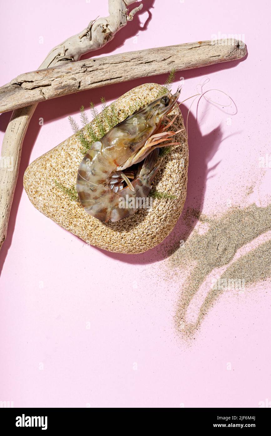 Top view of palaemon serratus shrimp placed on rock and fern near dry sticks and sand on pink background Stock Photo