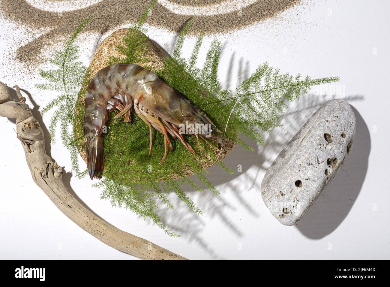 Top view of palaemon serratus shrimp placed on rock and green fern twig near dry sand and stick on white background Stock Photo