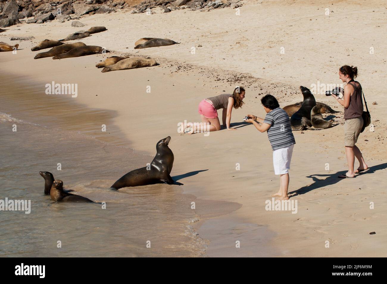 Tourists mingle with the Galapagos sea lions at Barrington Bay on the island of Santa Fe, Galapagos. Stock Photo