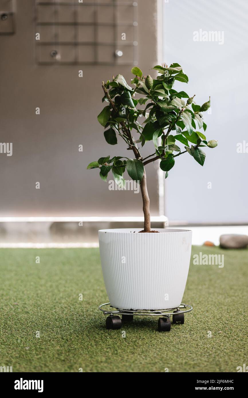 Ficus with green leaves growing in white pot with fertile soil placed on grassy lawn on terrace on summer day Stock Photo