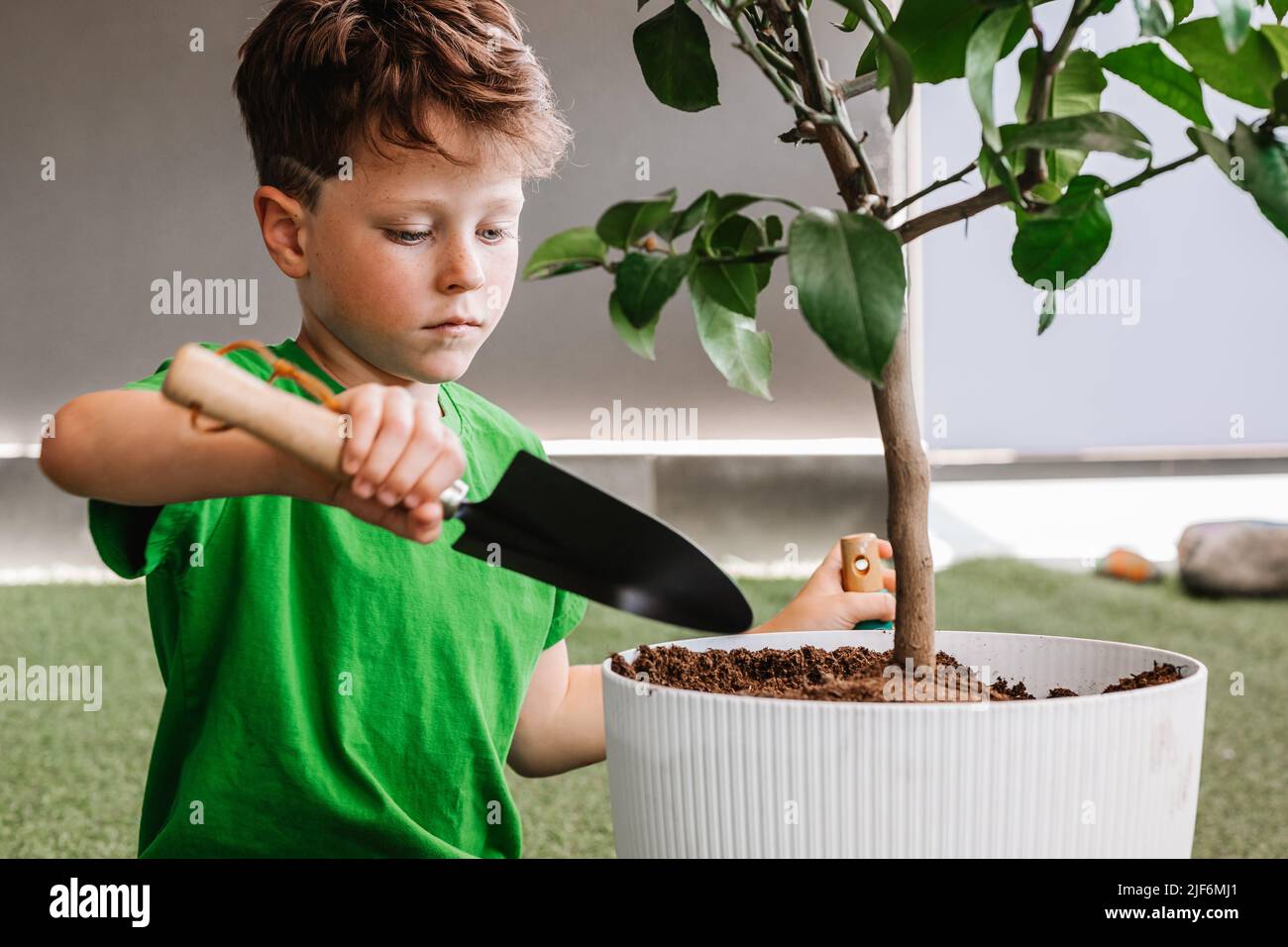 Focused boy in casual wear pouring fertile soil with spade into flowerpot with green ficus while transplanting plant in light room Stock Photo
