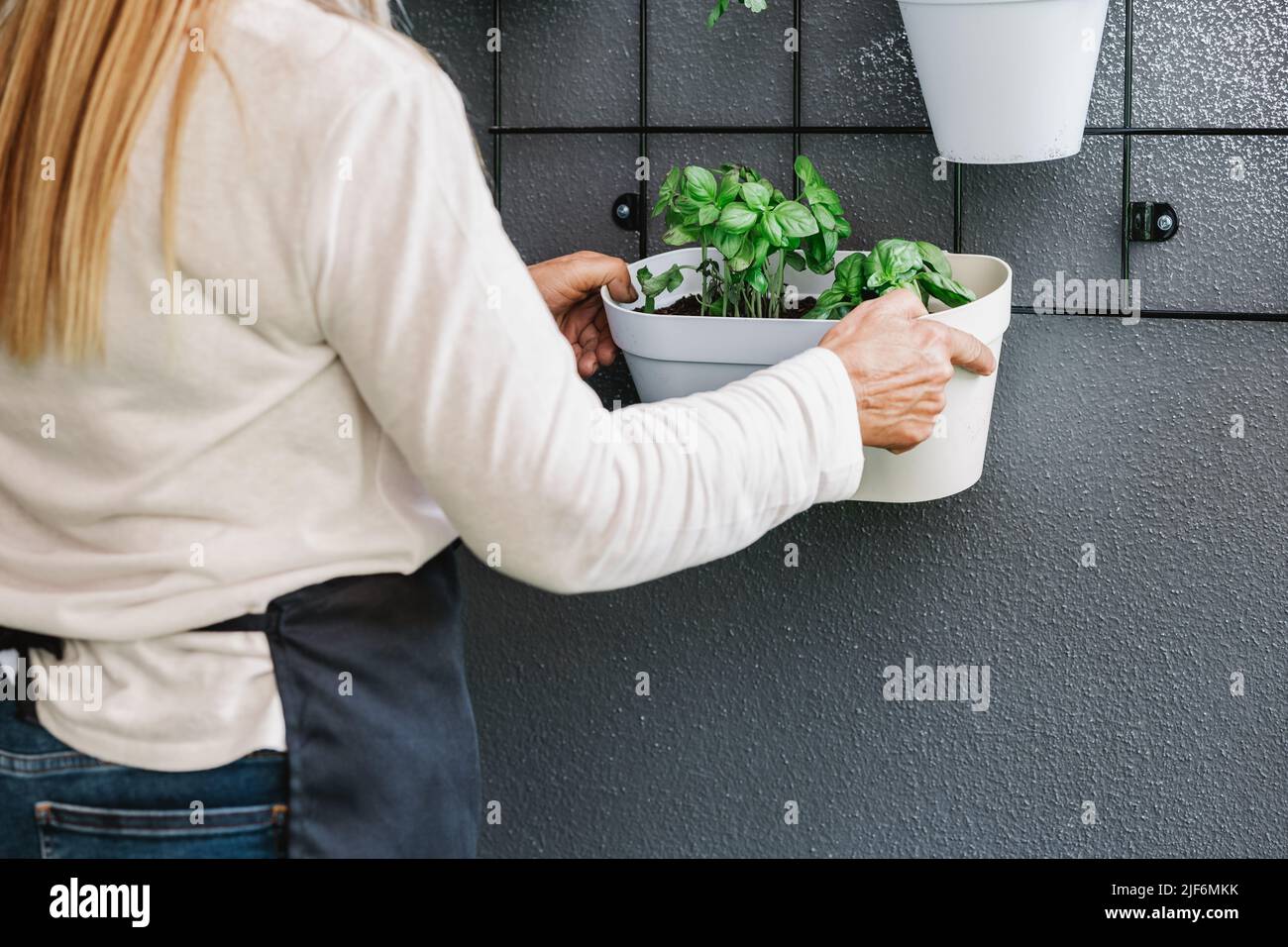 Back view of anonymous female hanging white flowerpot with green plant on gray wall with various flowers in light room Stock Photo