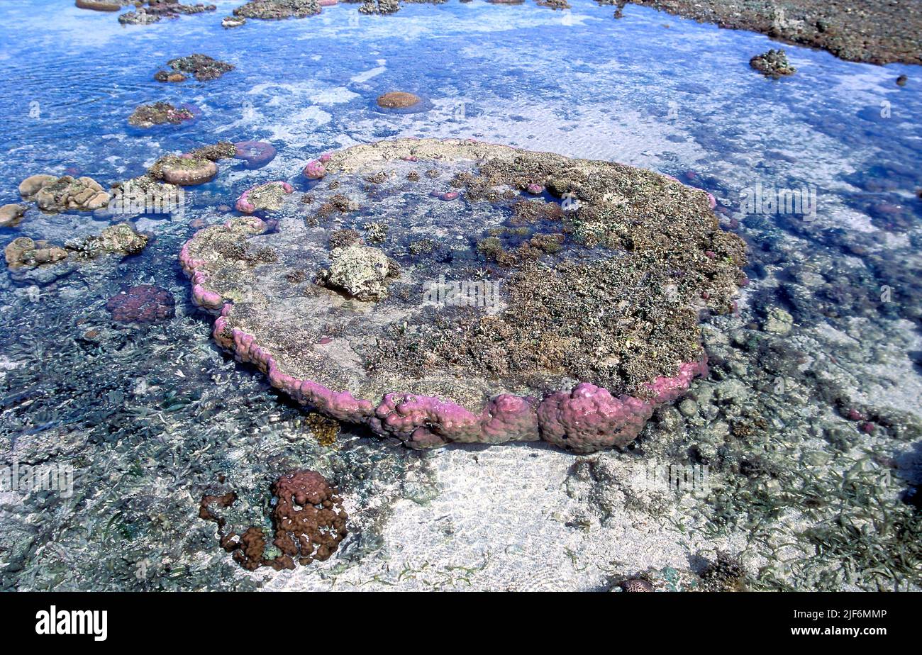 Porites sp. forming a microatoll at Green Island, GBR, Australia. Stock Photo