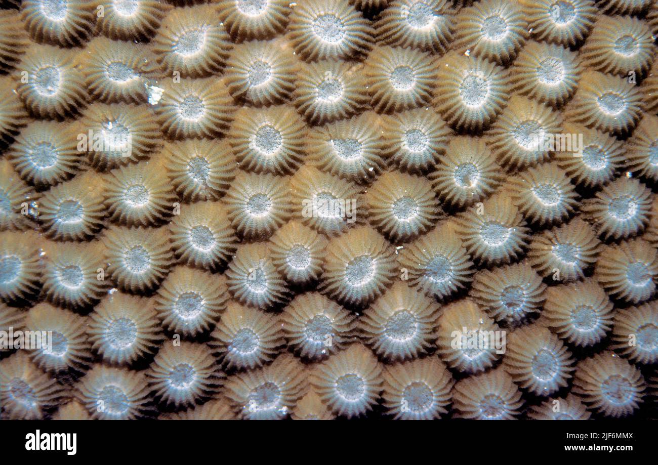 The corallites of Diplorastrea heliopora. Stock Photo