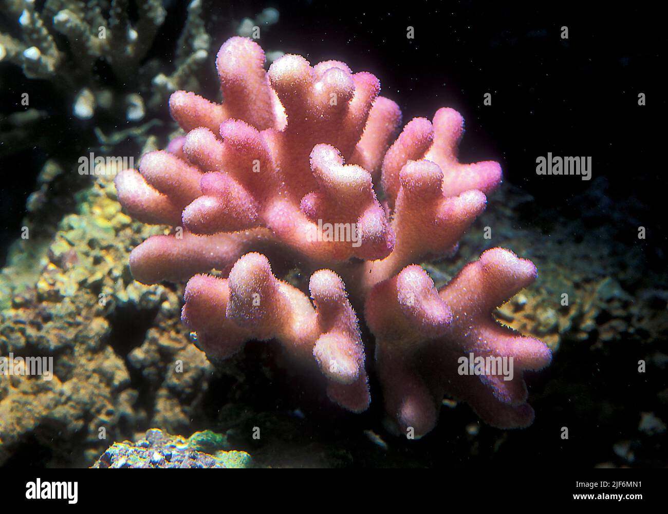 Pocillopora damicronis Stock Photo