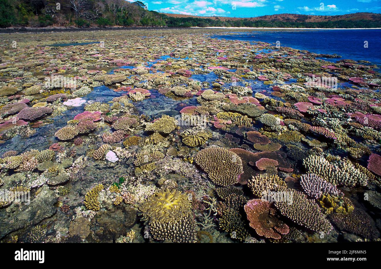 Stony corals, mostly Acropora spp., growing at a shallow reef flat in Fiji. Stock Photo